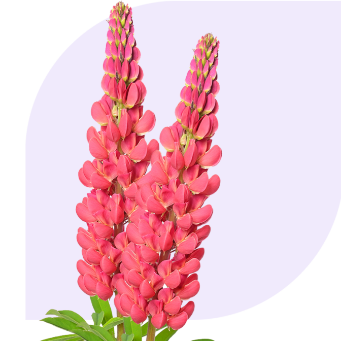 Bloemen Bezorgen Oosterblokker