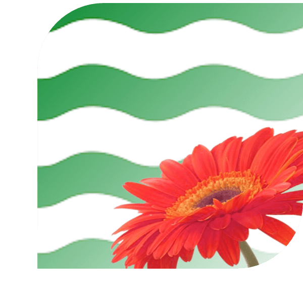 Bloemen Bezorgen Prinsenbeek