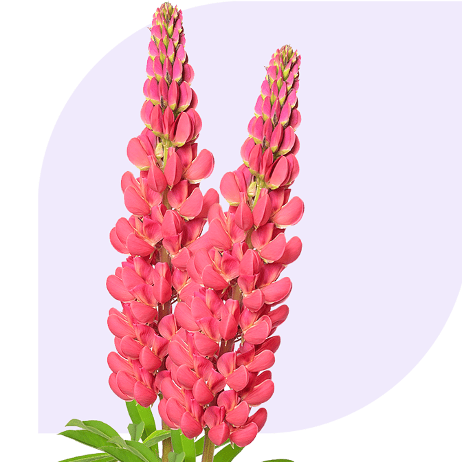 Boeket bezorgen zuidoostbeemster