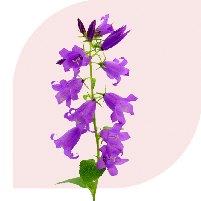 Bloemen Bezorgen Midlum