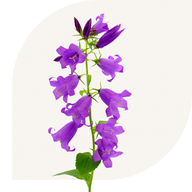 Bloemen bezorgen Haringhuizen