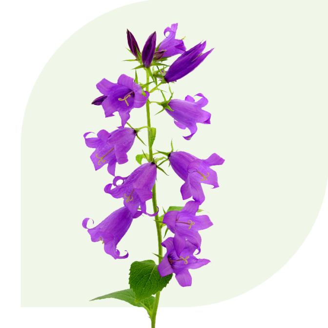 Bloemen Bezorgen Malden