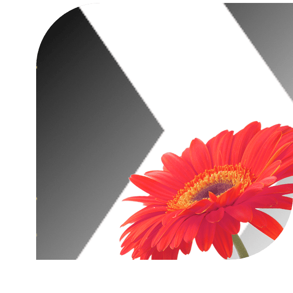 Bloemen Bezorgen Meliskerke