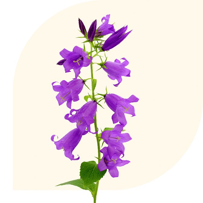 Bloemen Bezorgen Simonshaven