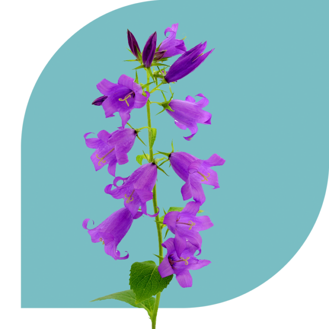 Bloemen Bezorgen Schalsum