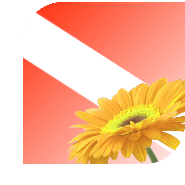 Bloemen Bezorgen Linschoten