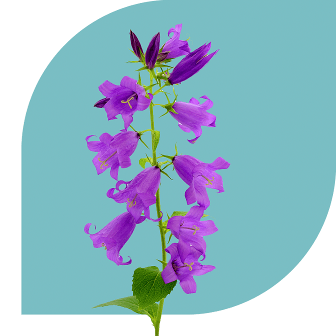 Bloemen Bezorgen Merselo