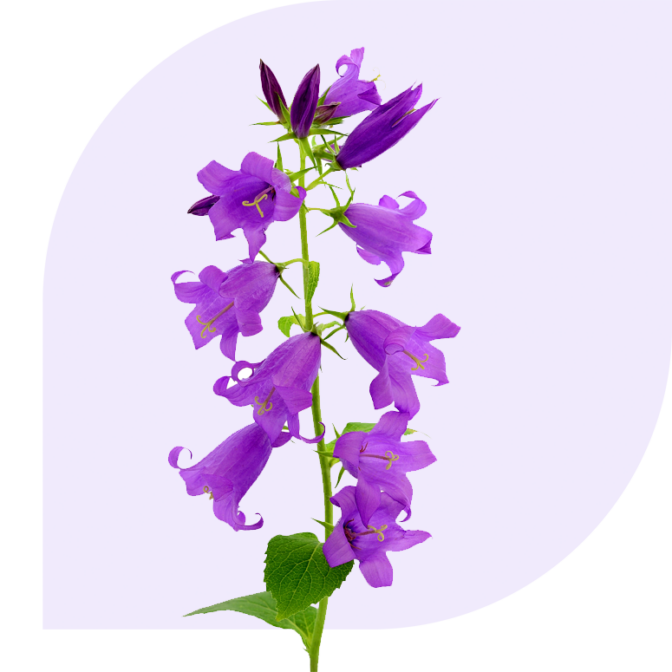 Bloemen Bezorgen Lisserbroek