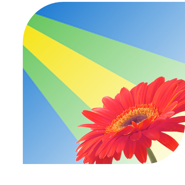 Bloemen bezorgen Zeewolde