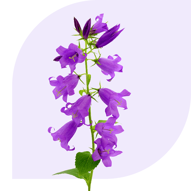 Bloemen bezorgen Cruquius