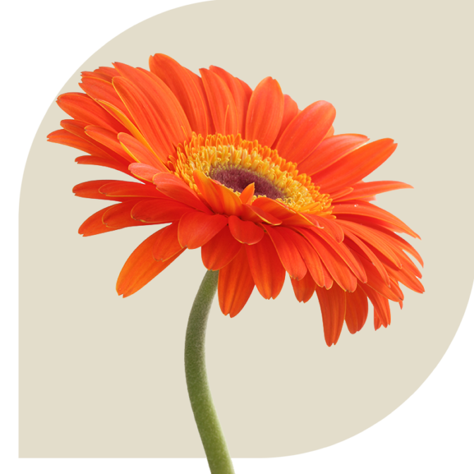 Bloemen bezorgen Biezenmortel