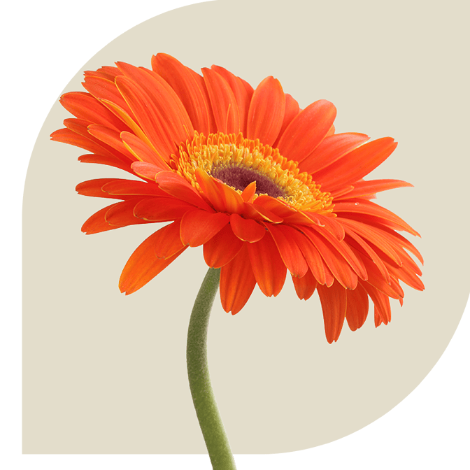 Bloemen Bezorgen Reuver