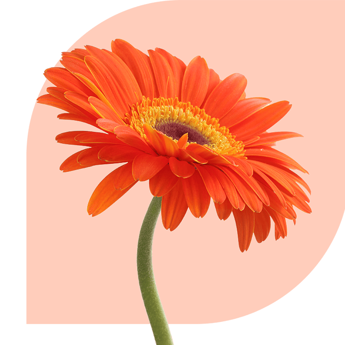 Bloemen Bezorgen Overveen