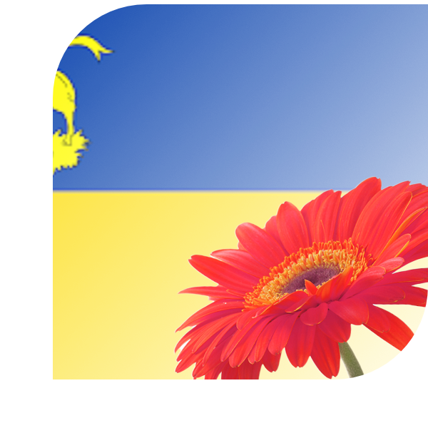 Bloemen bezorgen Velsen zuid