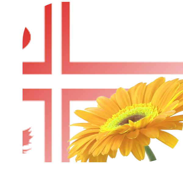 Bloemen bezorgen Diever