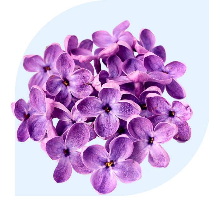 Bloemen Bezorgen Papekop