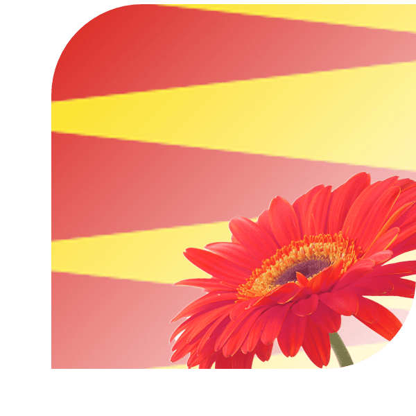 Bloemen Bezorgen Rhoon
