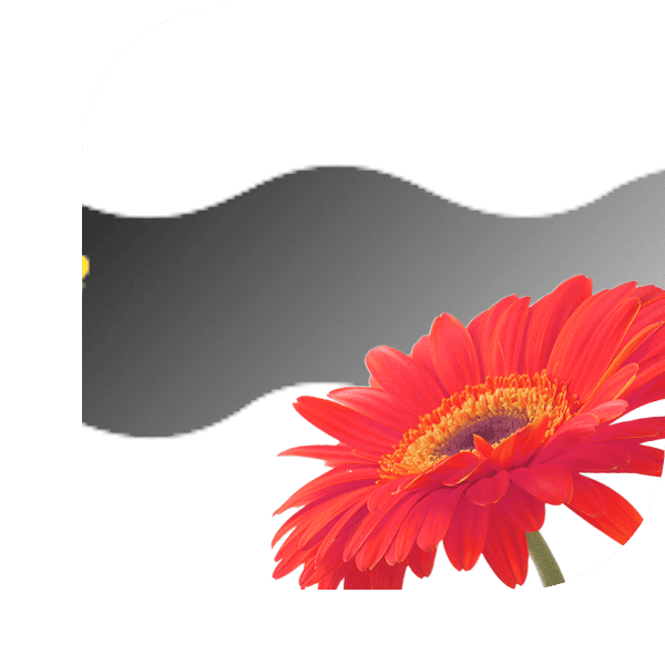 Bloemen Bezorgen Krabbendijke