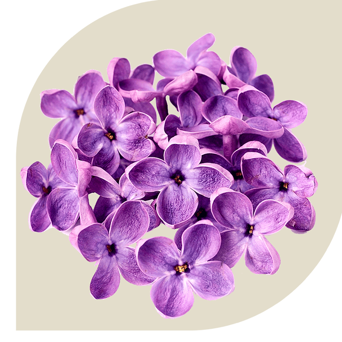 Bloemen bezorgen Grootebroek