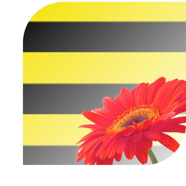 Bloemen Bezorgen Schiedam