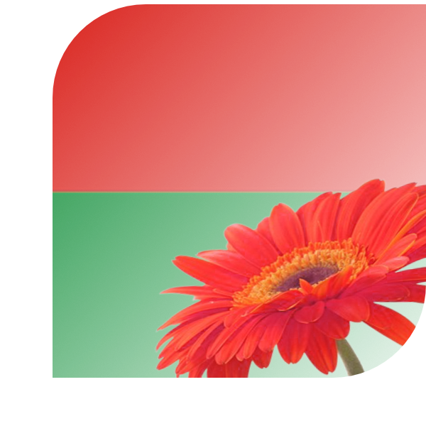 Bloemen bezorgen Edam