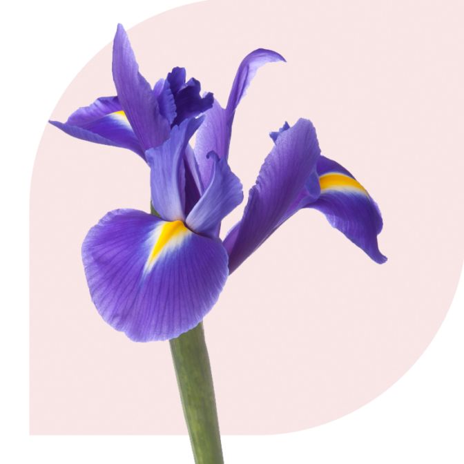 Bloemen Bezorgen Schimmert