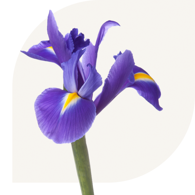 Bloemen Bezorgen Nieuwerbrug