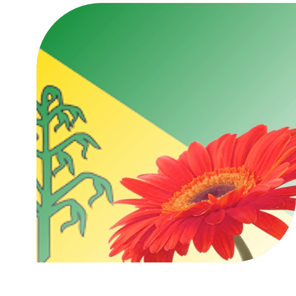 Bloemen Bezorgen Hiaure