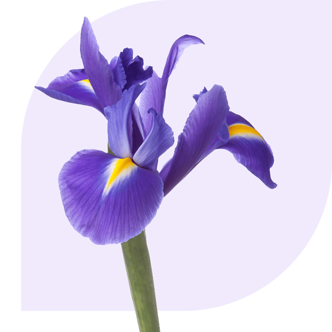 Bloemen bezorgen Zwindorp