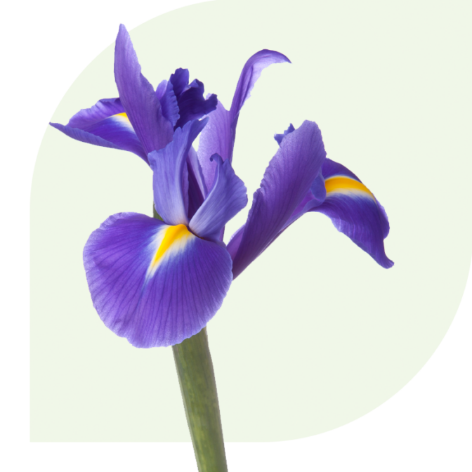 Bloemen Bezorgen Roosteren