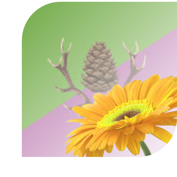 Bloemen bezorgen Stroe