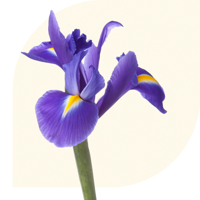 Bloemen bezorgen Sprundel