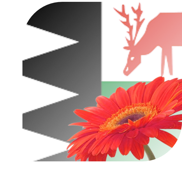 Bloemen bezorgen Bruinisse