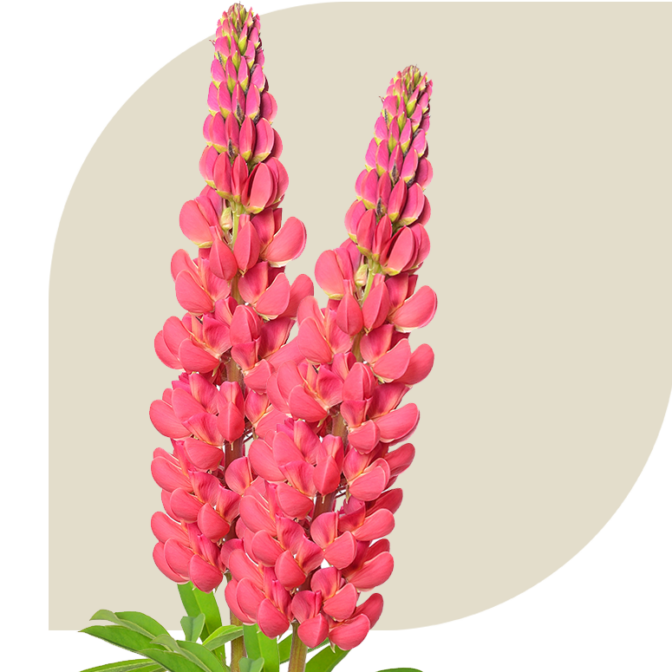 Bloemen bezorgen Tull en het Waal