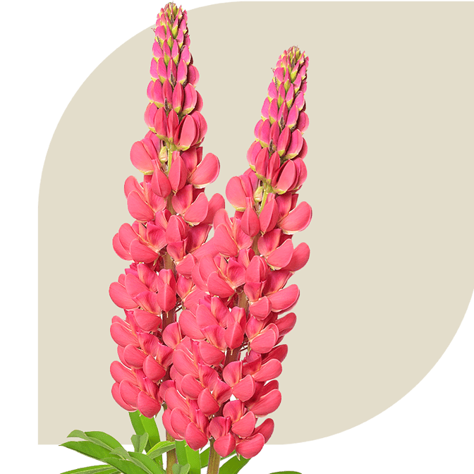 Bloemen bezorgen Spui