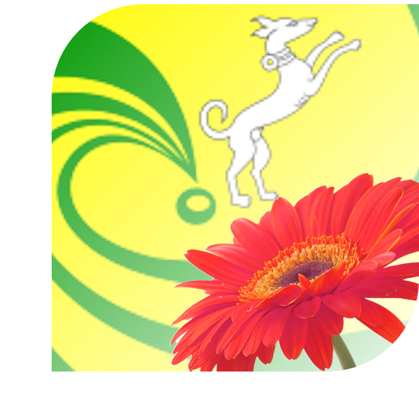 Bloemen bezorgen Gieten