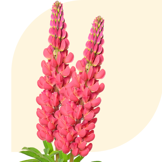 Bloemen Bezorgen Hoogerheide