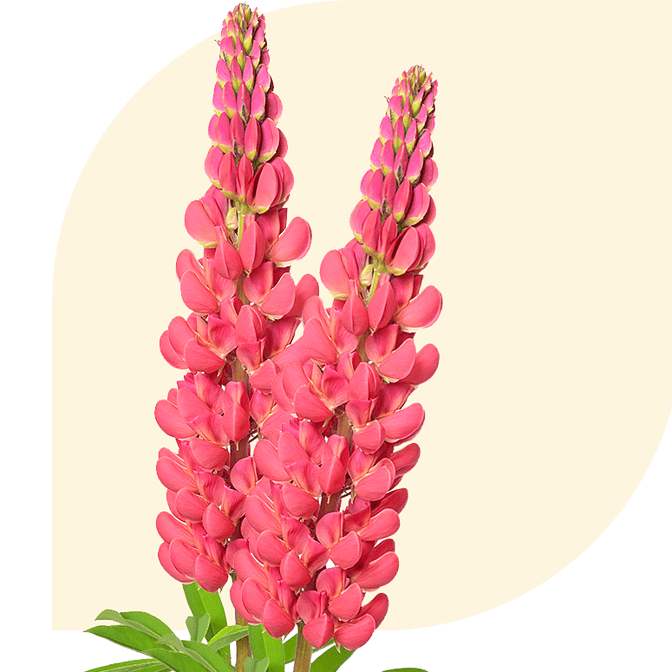Bloemen bezorgen Buinen