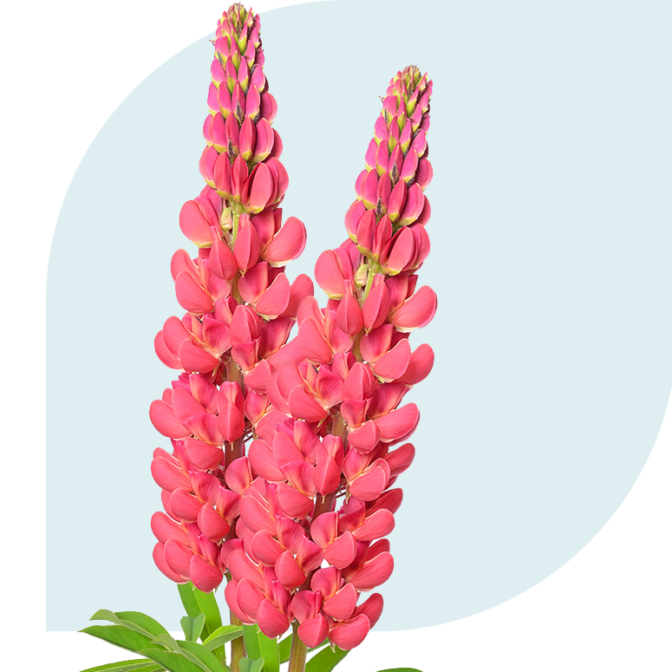 Bloemen Bezorgen Oosterland