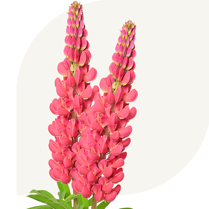 Bloemen bezorgen Swifterbant