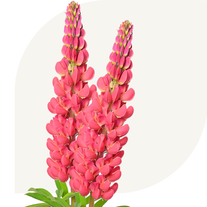 Bloemen Bezorgen Oosterwolde