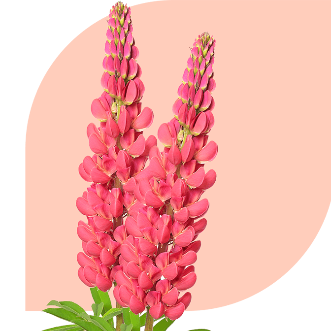Bloemen bezorgen Waarder