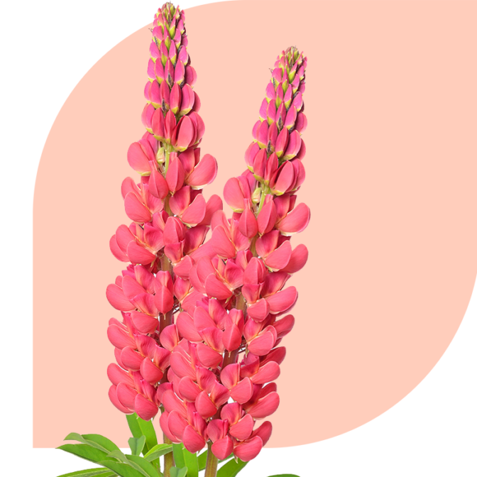 Bloemen bezorgen Vijfhuizen