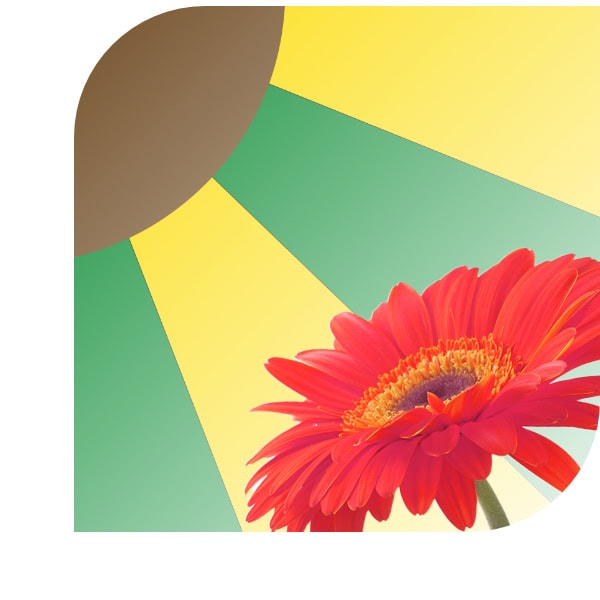 Bloemen bezorgen Wanroij