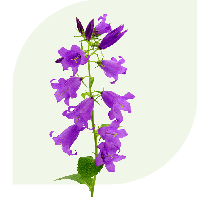 Bloemen bezorgen Klazienaveen