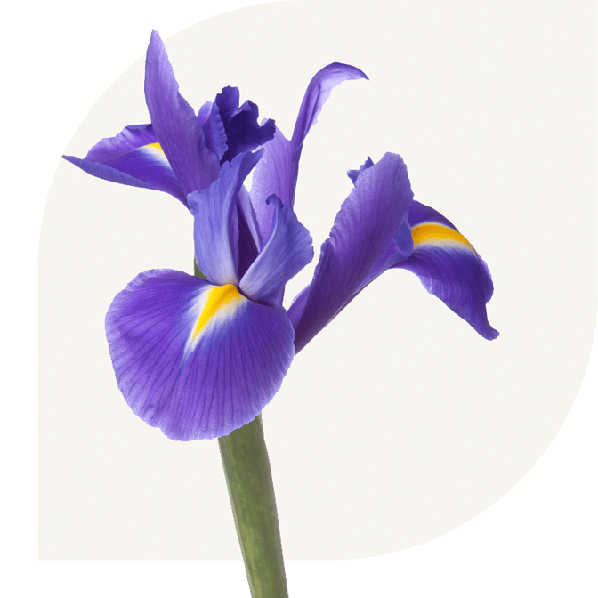 Bloemen bezorgen Zuiderwoude